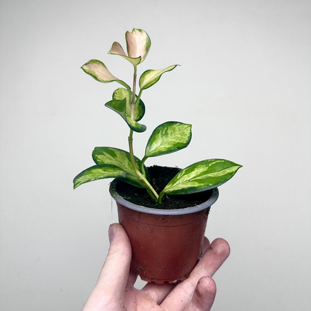 Hoya Australis Lisa Hoja P9