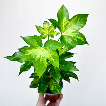 Fatshedera lizei Annemieke Fatsjobluszcz lizjański