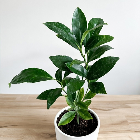 Limequat drzewko cytrusowe P12