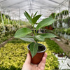 Stefanotis Bukietowy Stephanotis Floribunda