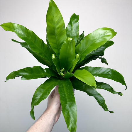 Asplenium Antiquum Paproć Zanokcica