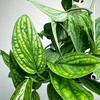 Monstera Karstenianum Epipremnum Marble Planet P17 wisząca