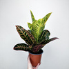 Kroton Petra Codiaeum P14