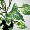 Syngonium Batik Zroślicha P9