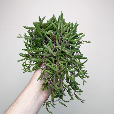 Senecio Purple Flash | Othonna Ruby Necklace P9