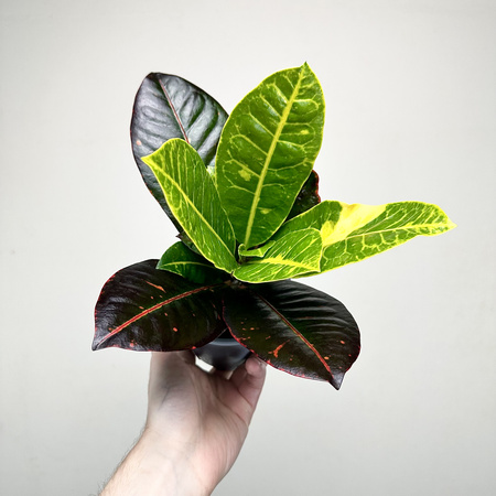 Kroton Petra Codiaeum P11