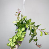 Hoya Australis Lisa Hoja P15 wisząca