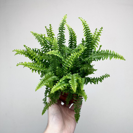 Paproć Green Lady Nephrolepis exaltata P9