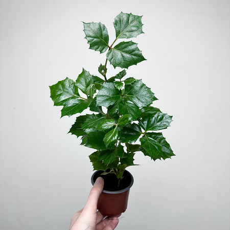 Cissus Rombolistny P9