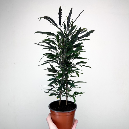 Plerandra elegantissima Szeflera Dizygoteka Schefflera Dizygotheca P12