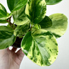 Peperomia obtusifolia Marble Variegata
