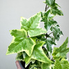 Hedera Variegata Bluszcz P9