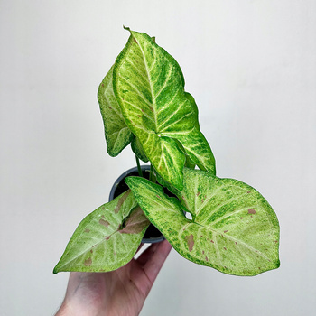 Syngonium Confetti Zroślicha P9