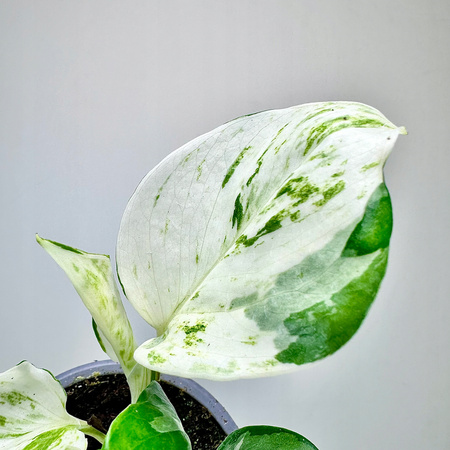 Epipremnum Happy Leaf P9