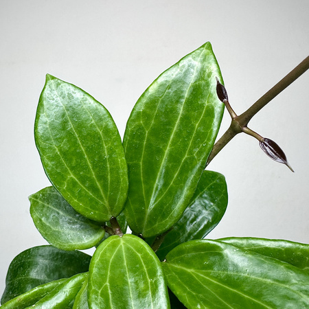 Hoya Merrillii Hoja P9