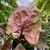 Syngonium Strawberry Ice P9