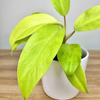 Philodendron Malaya Gold Filodendron P9