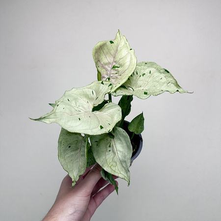 Syngonium Grey Ghost P9