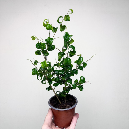 Ficus Benjamina Barok Figowiec Fikus P9