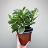 Peperomia obtusifolia Variegata P17