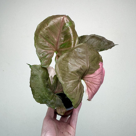 Syngonium Strawberry Ice P9