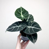 Alocasia reginula Black Velvet Alokazja P11