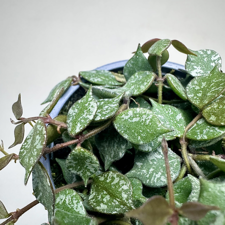 Hoya Curtisii Hoja P9