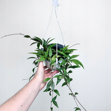Hoya Parviflora Splash Hoja P15 wisząca