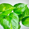 Epipremnum pinnatum Global Green P9