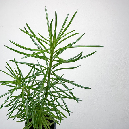 Peperomia ferreyrae Happy Bean P9