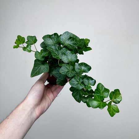 Hedera helix Wonder bluszcz zielony P9