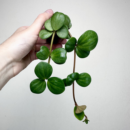 Peperomia tetraphylla Hope P6