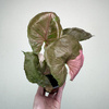 Syngonium Strawberry Ice P9