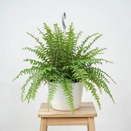 Paproć Macho Nephrolepis P19 wisząca