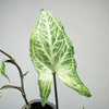 Syngonium Batik Zroślicha P9