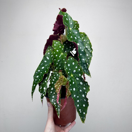 Begonia maculata Wightii Begonia koralowa P14