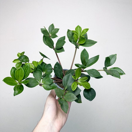 Peperomia Pereskiifolia P9