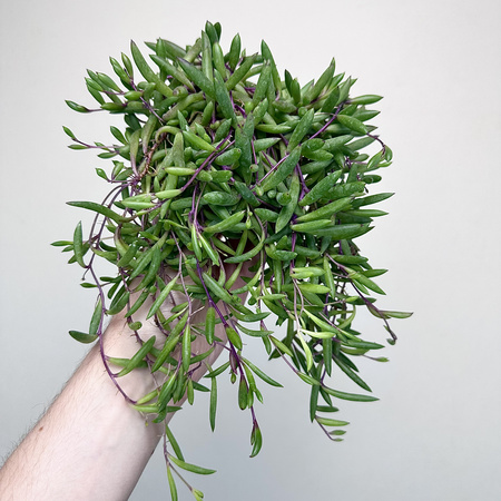 Senecio Purple Flash | Othonna Ruby Necklace P9