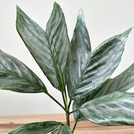 Chamaedorea Metallica Chamedora Palma XL