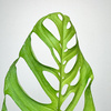 Monstera Esqueleto