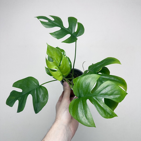 Monstera Minima Rhaphidophora tetrasperma P9
