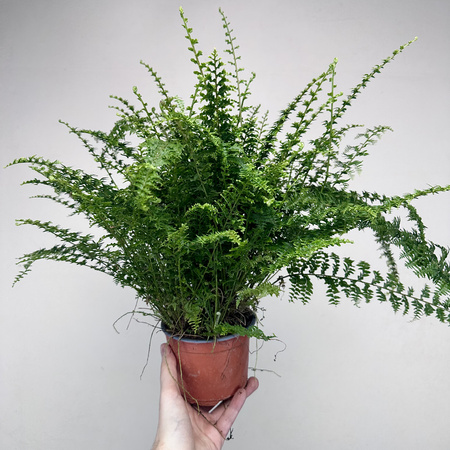 Paproć Green Fantasy Nephrolepis P12