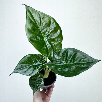 Alokazja Alocasia Wentii