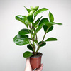 Peperomia obtusifolia Lemon Lime Peperomia tępolistna P9