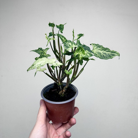 Syngonium Batik Zroślicha P9