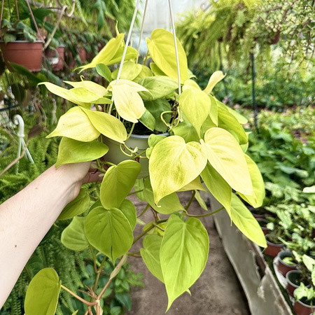 Philodendron Lemon Lime Filodendron P17 wisząca