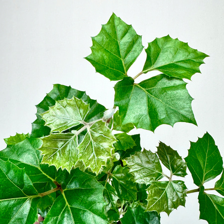 Cissus Rombolistny P12