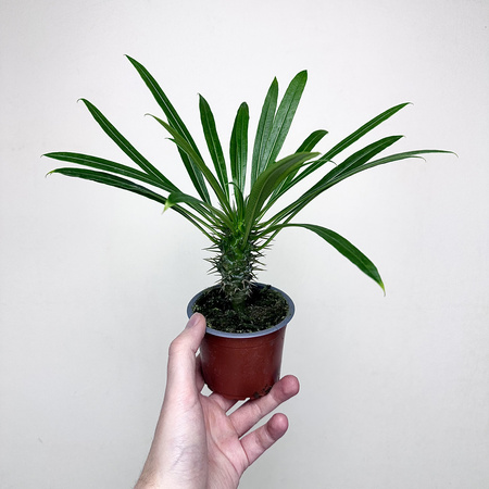 Pachypodium lamerei palma Madagaskaru P9
