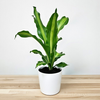 Dracaena Fragrans Burley Dracena Wonna P12