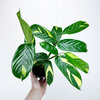 Ctenanthe lubbersiana Golden Mosaic